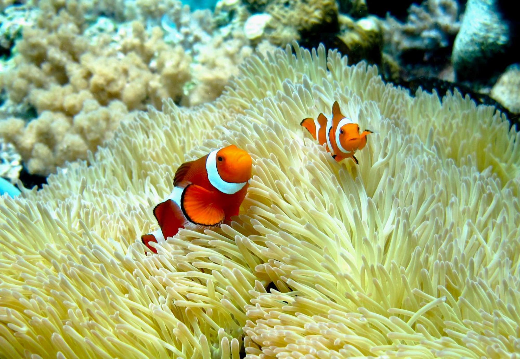 Bolilanga Island Resort - Togean Island Angkayo 외부 사진